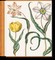Littger, K: Besler. The Garden at Eichstätt