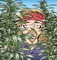 Trudeau, G: Weed Whisperer
