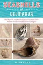 Seashells of Delmarva